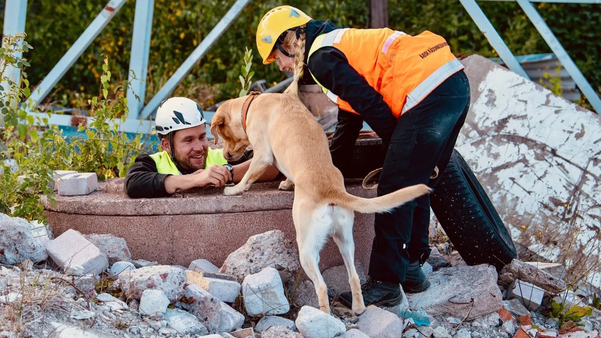 En räddningshund i arbete